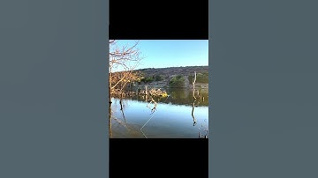 Câu cá lóc- kinh hoàng cá bầu hung dữ #shorts