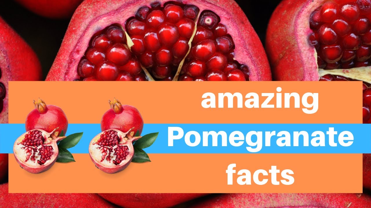 top 40 interesting pomegranate facts amazing facts about pomegranate pomegranate facts fruit facts pineapple facts