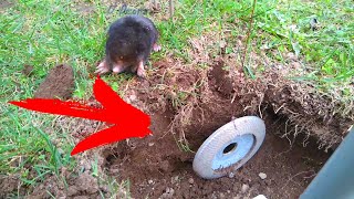Watch a mole dig tunnels in the 'Mole Farm'. Trapping Moles