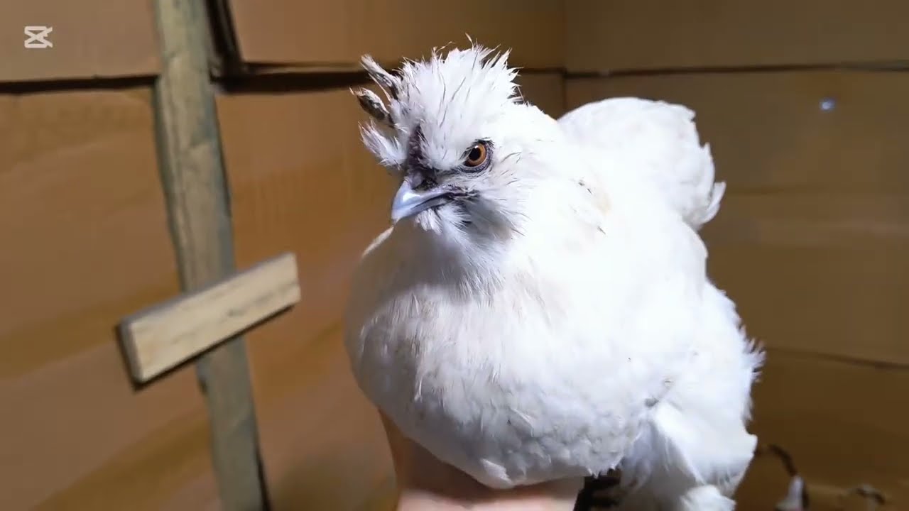 Historia małej kurki