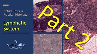 Picture tests in practical histology of lymphatic tissue part 2 + Anki flashcards