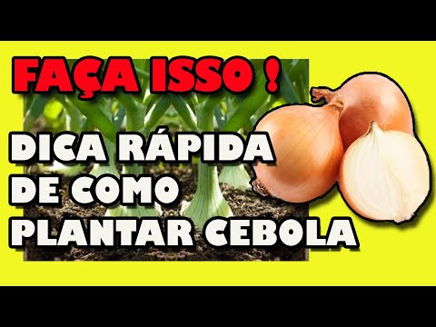 Vídeo: Cebola De Cabeça Redonda