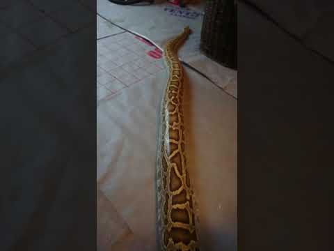 Burmese python "sissy"