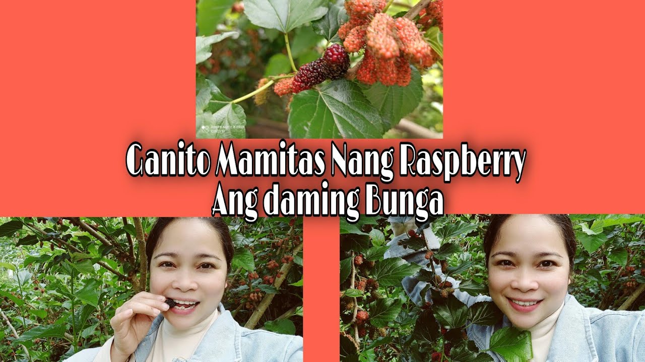 Ganito Mamitas Nang Raspberry |Ang Daming Bunga || Cindy&Linjun - YouTube