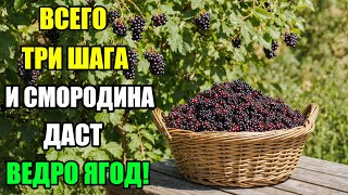 картинка: КУСТЫ СМОРОДИНЫ ОБСЫПАНЫ ЯГОДАМИ — СЕКРЕТ РАСКРЫТ!НИКТО НЕ ВЕРИЛ, ЧТО СМОРОДИНА МОЖЕТ ДАВАТЬ СТОЛЬКО