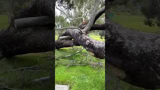Ravages of the Storms 🌳🌧️🪦