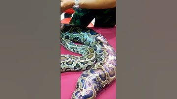 King cobra and python