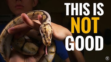 Issues  With The SPIDER BALL PYTHON