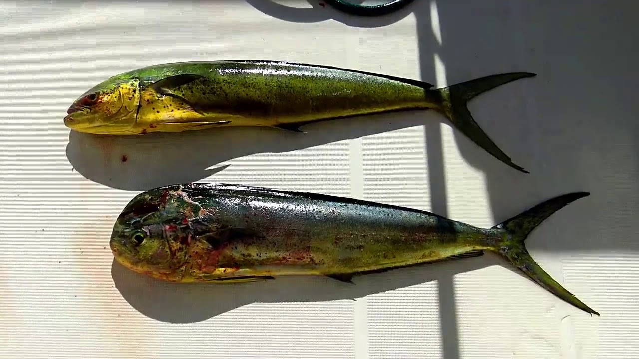 Episode  #58  We catch 2 Mahi Mahi