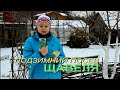 Посев ЩАВЕЛЯ под зиму! Советы от ЗЕЛЕНОГО ОГОРОДА!