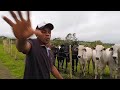 João vacinando o gado e trocando o gado de cercado