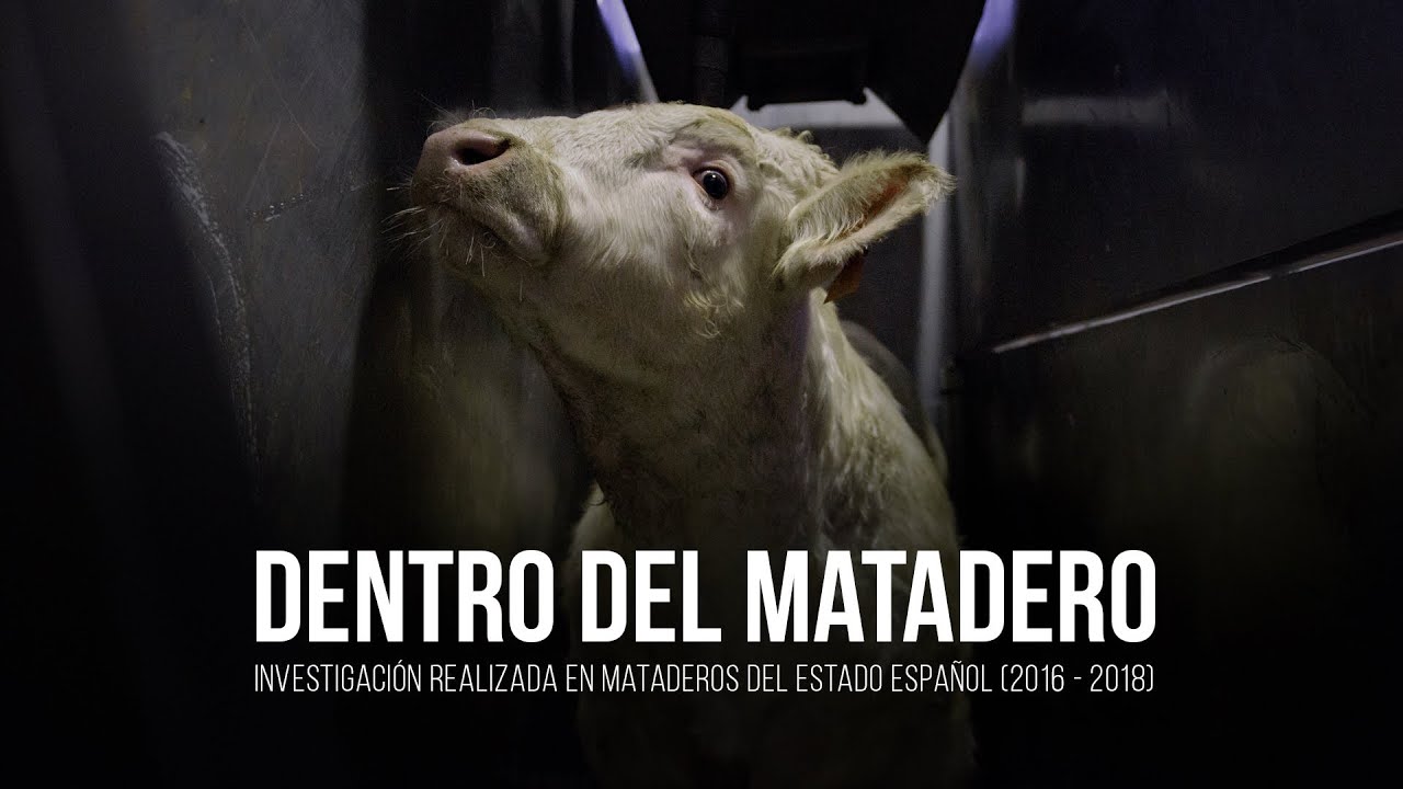 Download Dentro del matadero: investigación en mataderos del Estado español.