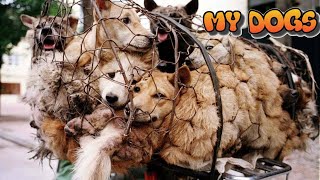 Rescues 3 Dogs From Huge Slaughterhouse Lost Over 150 Dogs a Day by Hero Man by MY DOGS 1,143 views 1 year ago 4 minutes, 47 seconds
