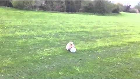 Kaylie distracted - Rhodesian Ridgeback Football Star! (Chessworld.net)