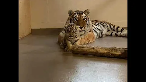 Amur Tiger Mazy Playing With Her Cub