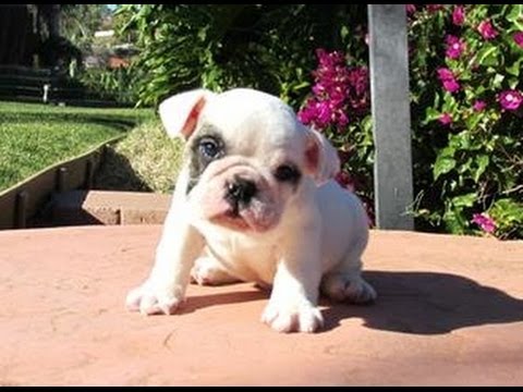 AKC English Bulldog Puppies for Sale! Male - 8 Weeks Old ...