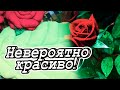 DIY Сорняки в доме. Вспоминаю о лете. Мастер-класс