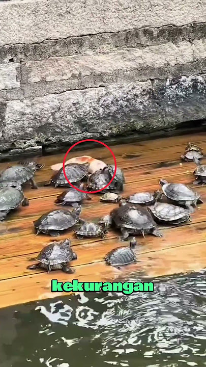 Sekelompok Kura-kura Menyelamatkan Seekor Ikan 🥺