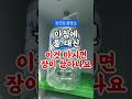 아침에 물 대신 이것 마시면 장이 살아나요 #건강 #건강정보