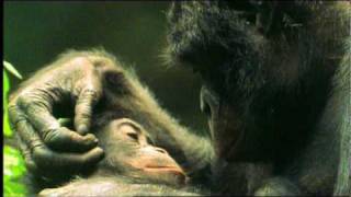 NOVA | The Last Great Ape