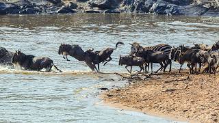 Wildebeest in the Mara | Masai Mara National Reserve