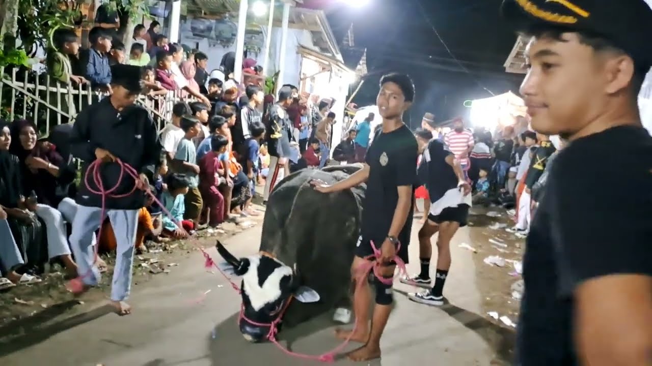 ADUAN SAPI LAWAK KOMEDI NEW MAONG REMAS DI DESA DAWUHAN MANGLI