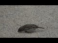 Moineau domestique / Passer domesticus / House Sparrow eats peanut