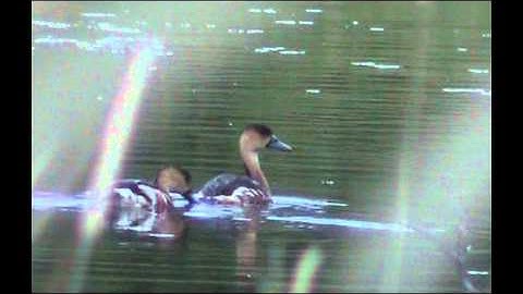 Wandering Whistling Duck bird watching in australia with ej-birdwatching