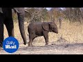Mladunče slona ugroženo: Najtužniji prizor iz afričke divljine