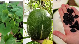 How to Grow Shark Fin Melon from seeds (186 Days)