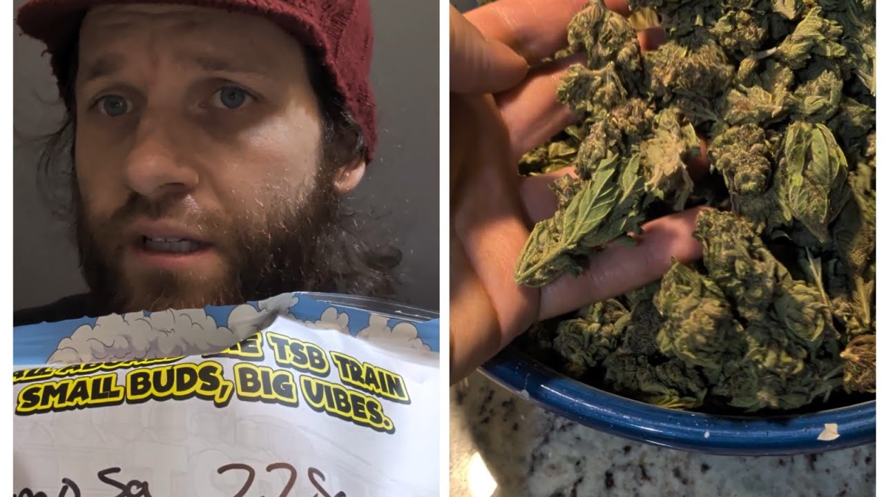 "mimosa" autoflower from thca small buds cheap hemp flour review - $200 HP mildly disappointing