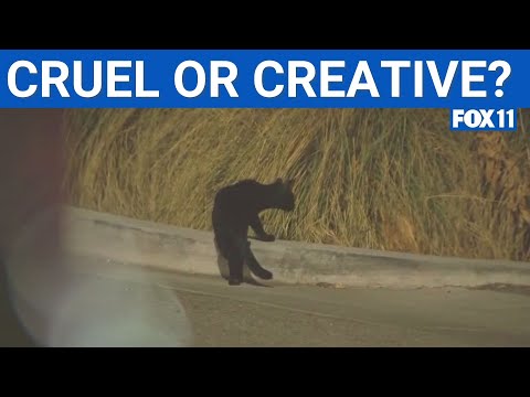 Shopping center plays cat noises to deter homeless  | FOX 11 LA