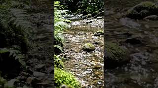 4K Forest River &amp; Bird Sounds 🌿 Relaxing Nature Ambience for Sleep