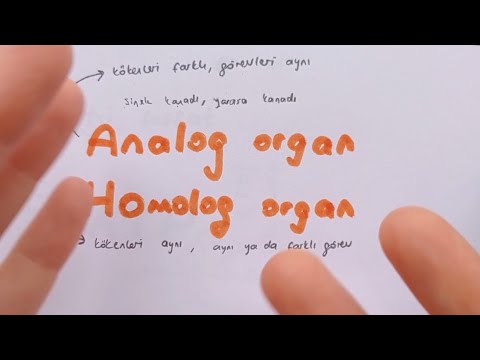 Video: Homolog seri örneği nedir?