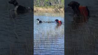 Florida Short Haire Pointer Dogs, Snipe hunting #GSPDogs #hunting #PointerDogs￼ #Pointers￼ #GSP