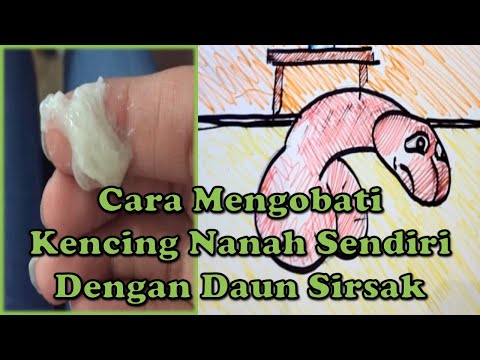 cara-mengobati-kencing-nanah-sendiri-dengan-daun-sirsak