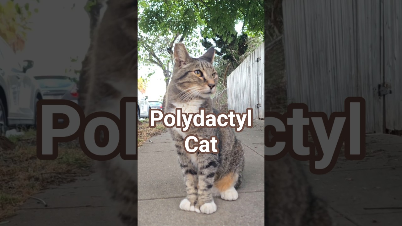 polydactyl cat (greet & follow)
