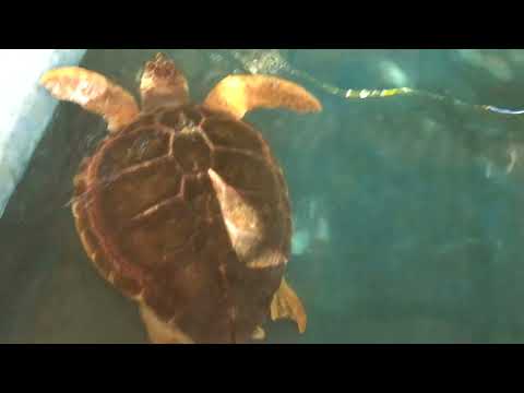 MASSIVE SEA TURTLE 🐢
