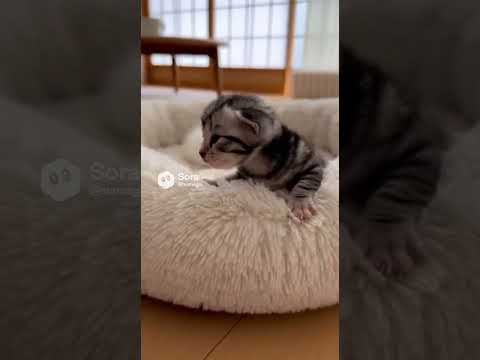 寝床からひょっこり顔を出す子猫/POV: Your Kitten Greets You from the Bed #kitten #子ネコ #cat #kittenshorts #animals