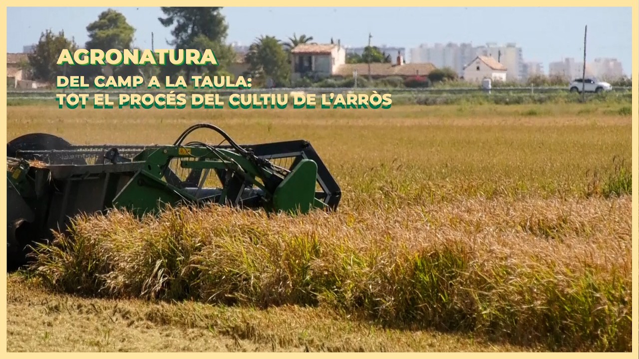 🌾 Del camp a la taula | Tot el procés del cultiu de l’arròs