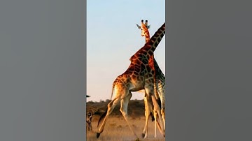 Wild Giraffe: Running in Its Natural Habitat" #wildlifewednesday #giraffelove #aigenrated