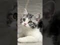 Shiny Ring Reflection Fascinates This Kitten 😺✨ #kitteneyes