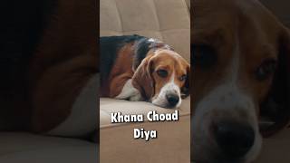 Dogs Khana Kyu Chor Dete Hai? #shorts #dogs #doglover #dogknowledge #dogfood