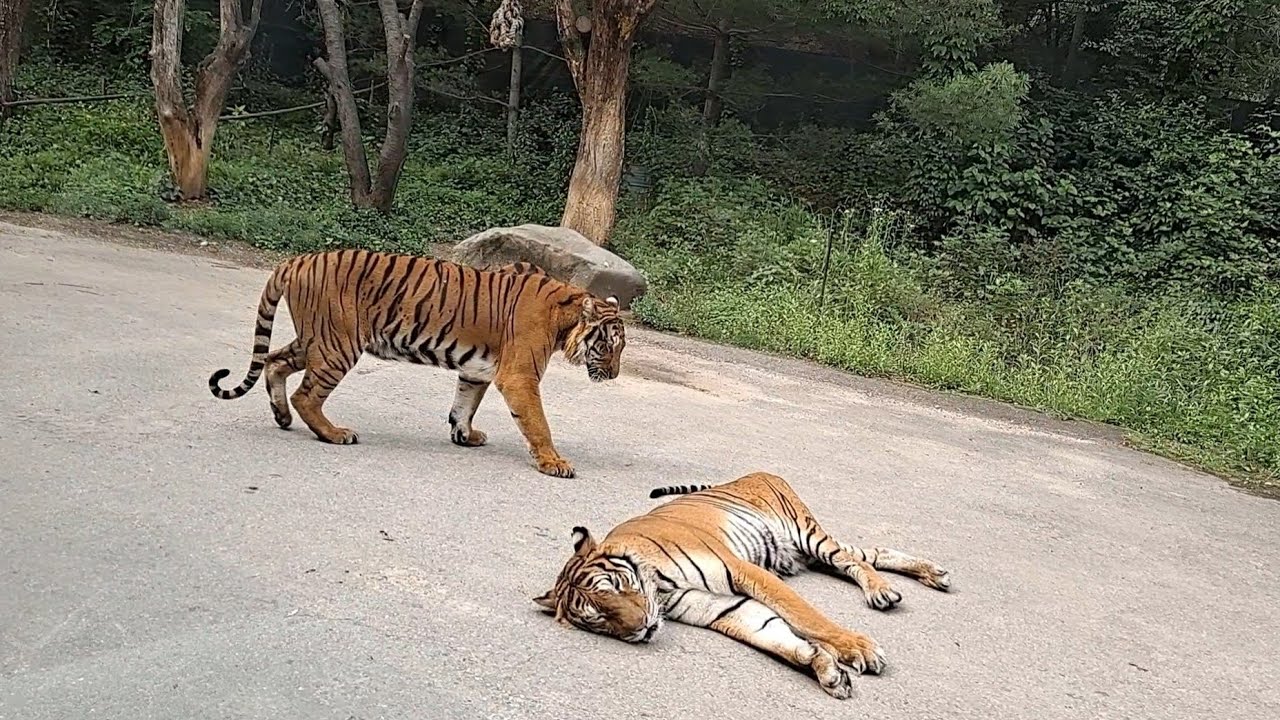 에버랜드 사파리월드 와일드트램