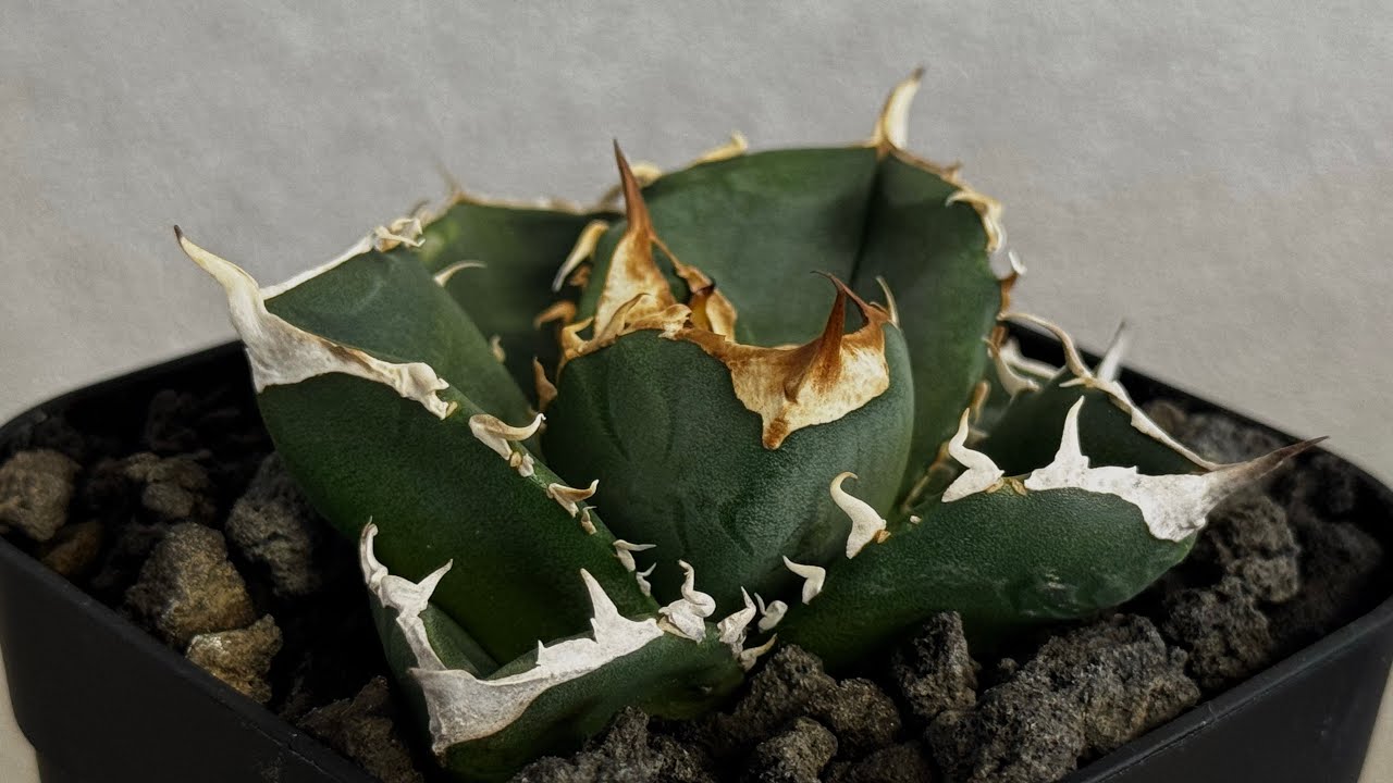 20260625 アガベ・チタノタ 中国大白鯊（芽）-007｜agave titanota