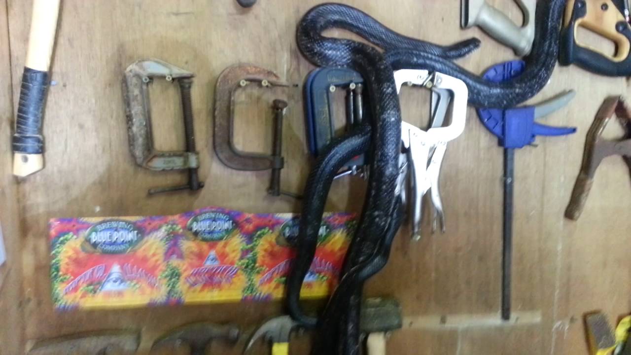 Black Snakes in Heat 