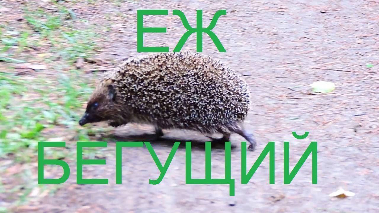 Еж проснулся после зимней спячки - YouTube
