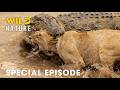 Run Or Die SPECIAL EPISODE The World S Deadliest Battles Animal Documentary 