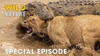 Run or Die (SPECIAL EPISODE) | The World's Deadliest Battles | Animal documentary Run or Die (SPECIAL EPISODE) | The World's Deadliest Battles | Animal documentary