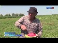 В Астраханской области начался промышленный сбор ранних арбузов